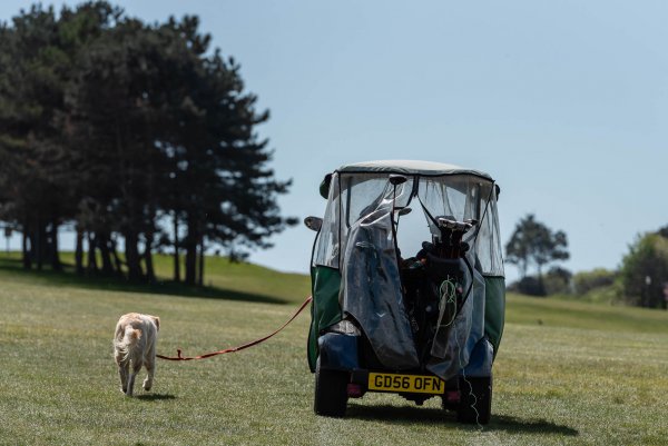 WK_Golf_2019_GolfBuggy_Dog