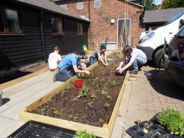 Kitchen garden planting